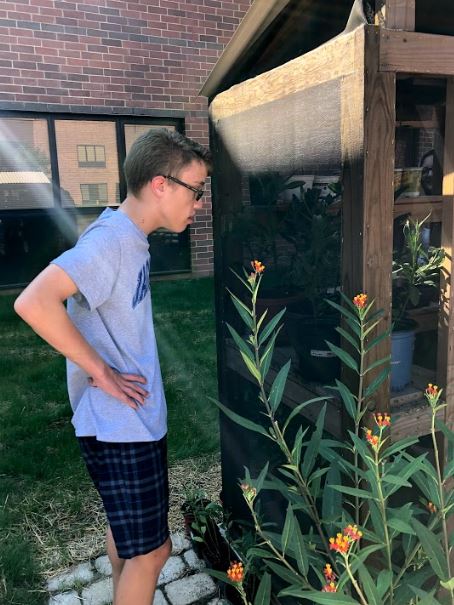 student looking at butterflies